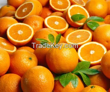 Fresh Citrus Fruit