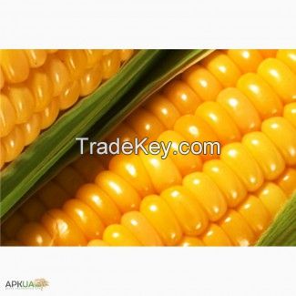 Feed Yellow Corn Ukraine Origin