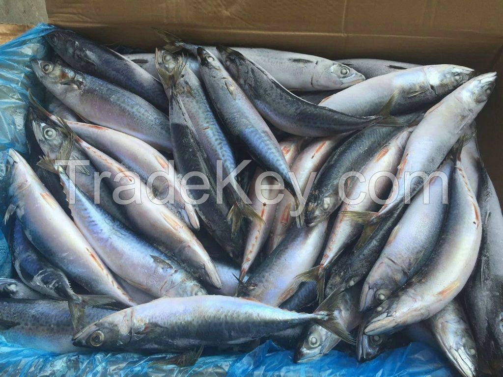 Sell Mackerel and Horse Mackerel  W/R