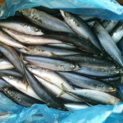 Frozen Pacific Mackerel  W/R