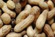 sell Groundnuts