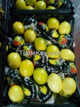 Fresh fruit vegetables, citrus fruits