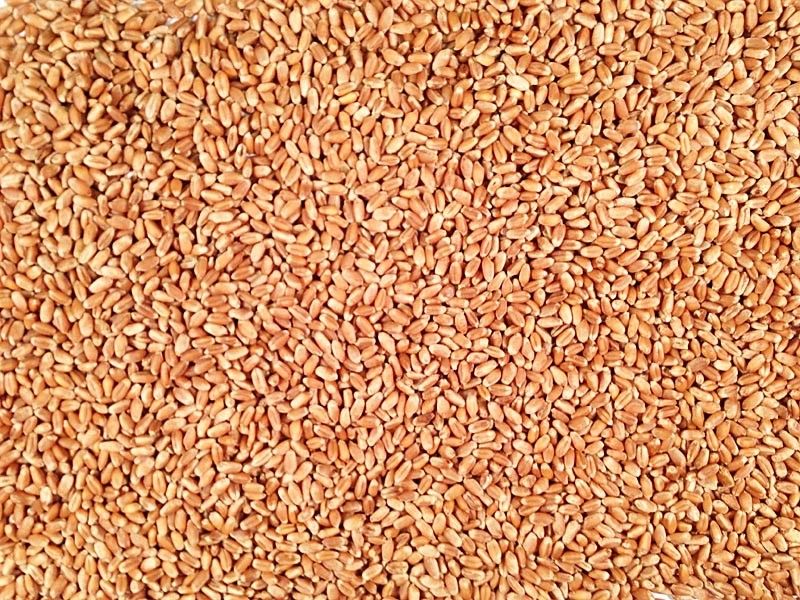 Hard Red Winter wheat