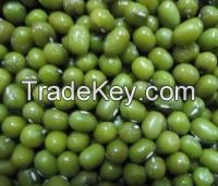 Green Mung Beans Size: 3.8mm 3.6mm