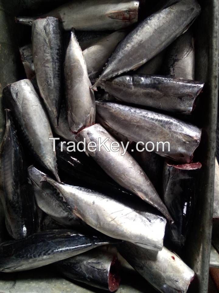 Sell HGT bonito Auxis Thazard