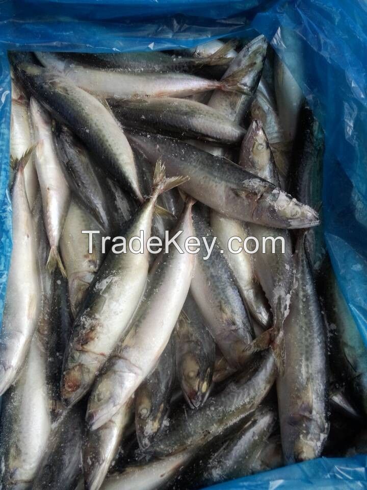 want to offer pacific mackerel