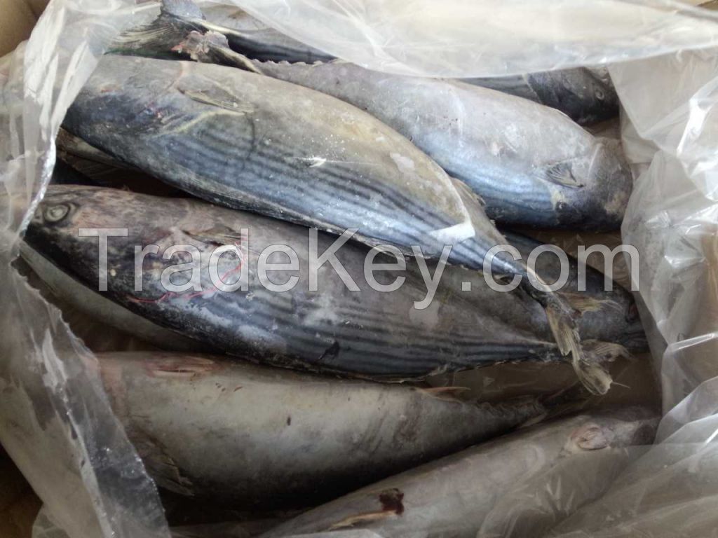 Belted Bonito fish and sarda orientalis