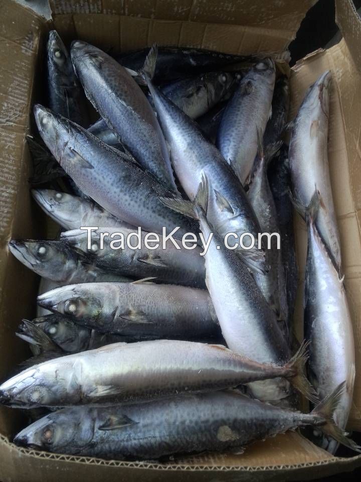 new coming pacific mackerel fish