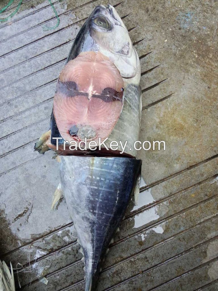 Yellowfin tuna fish whole round