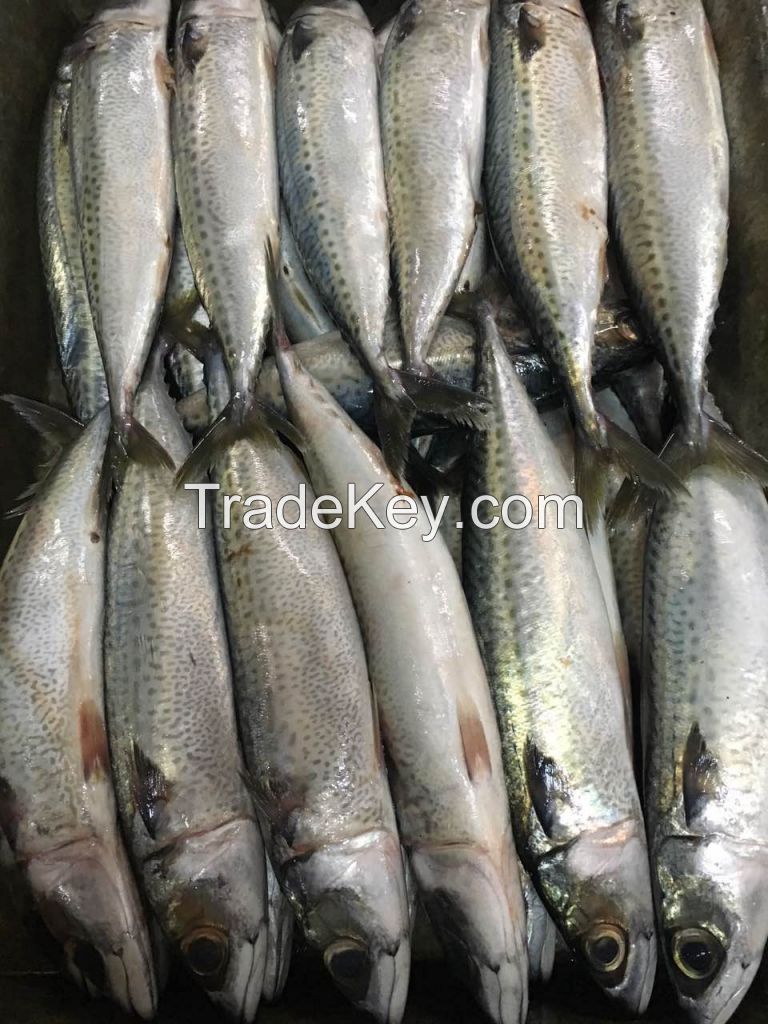 Frozen pacific mackerel WR Mackerel