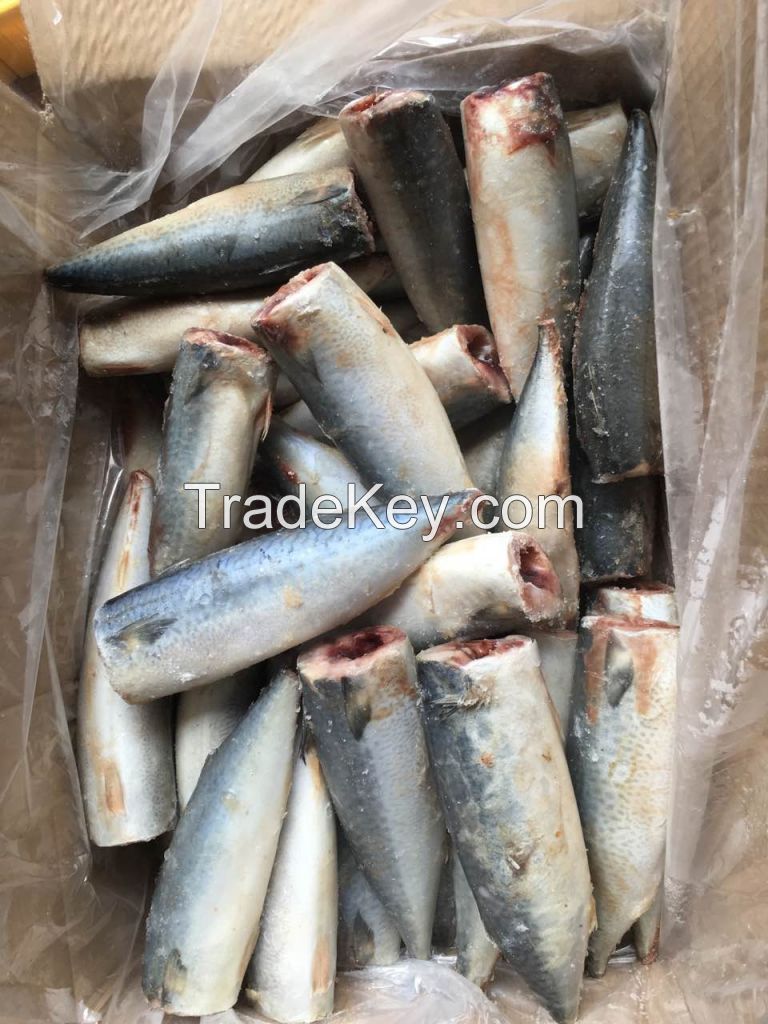 HGT Pacific Mackerel 100-200G