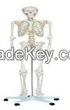 Life-Size Skeleton 180cm Tall