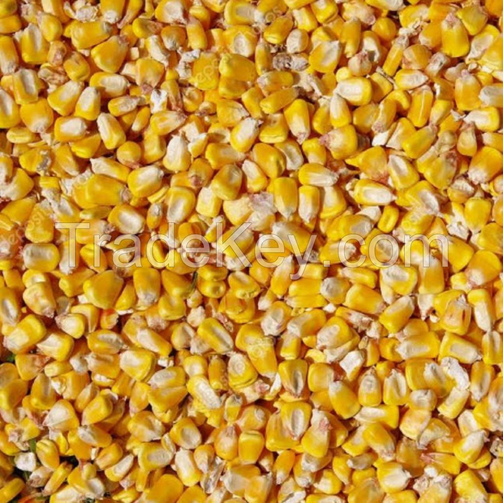 Yellow Corn