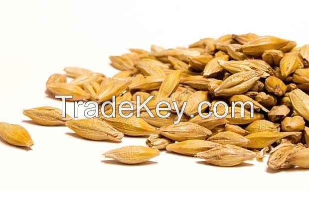 Feed Barley