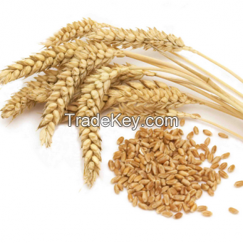 Wheat