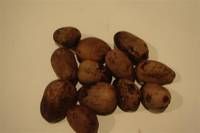 Shea nut