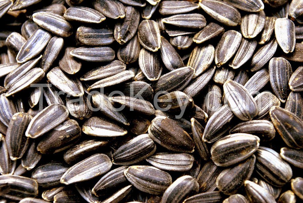 Sunflower Seeds