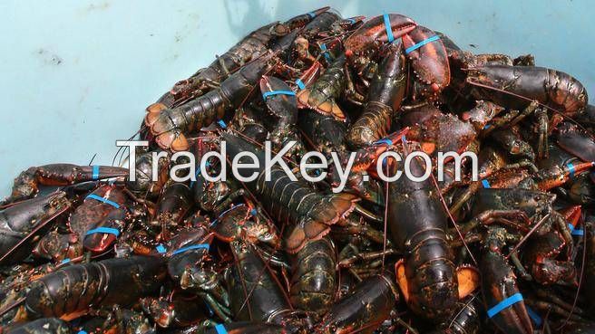 Fresh Lobsters