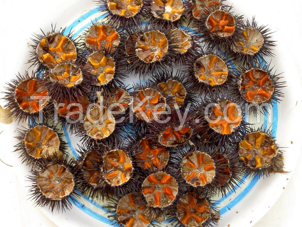 UNI Sea Urchin