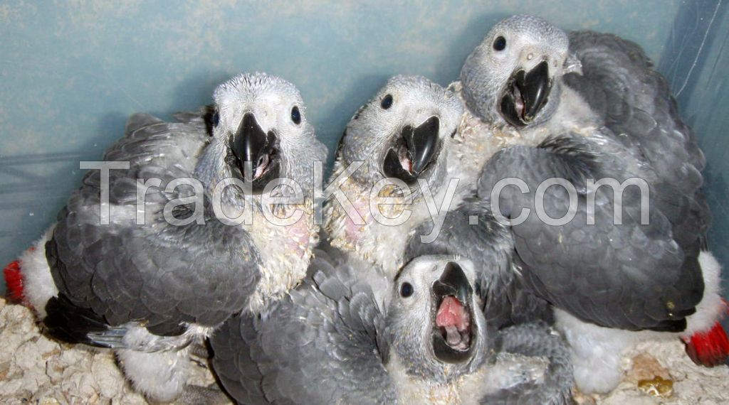 African Grey, Macaws and Cockatoos parrots, and fertile eggs