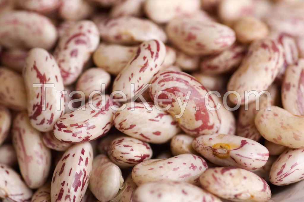 Borlotti Beans