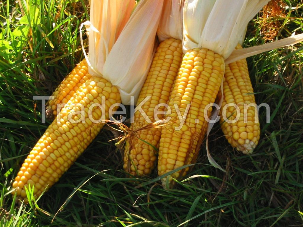 Quality yellow and white corn