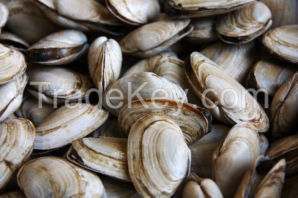 Shellfish Frozen Half Shell Mussel