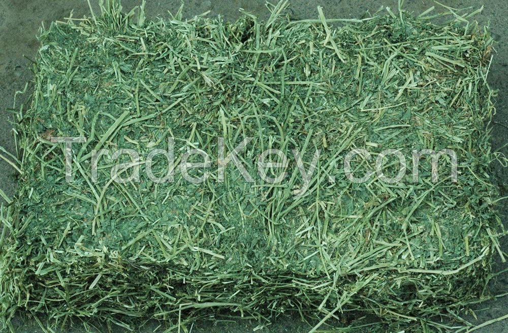 Bulk Alfalfa Hay and Alfalfa hay