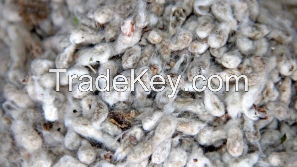 High Quality Cotton Seed