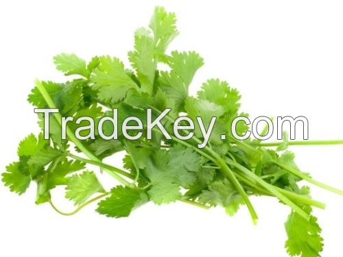 Sell Coriander Leaves