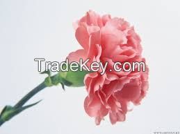 Sell Carnation Flower
