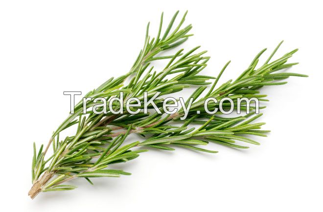 Sell Rosemary