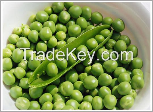 Sell Canned Green Peas