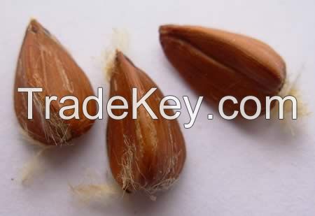 Sell Beech Nut