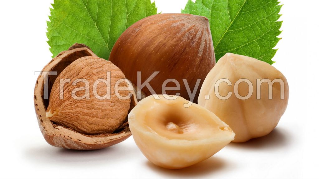 Exporter Hazelnut