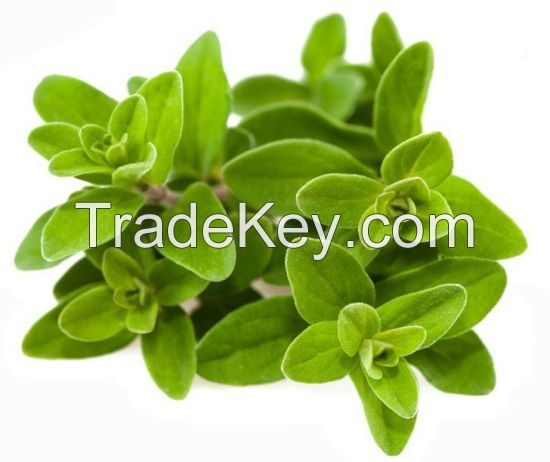 Marjoram