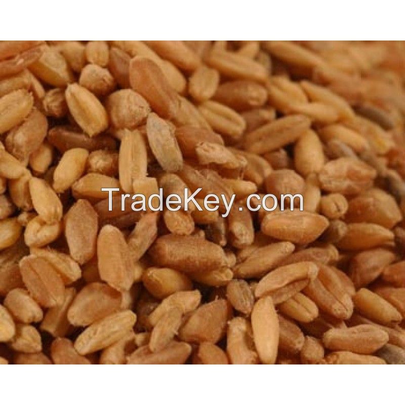 Sell Hard Spring Wheat Berries