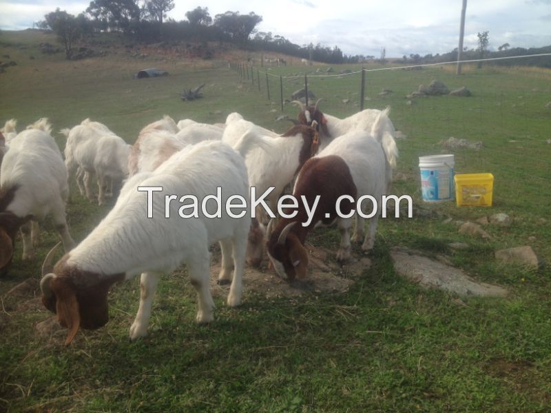 Boer Goats/Bucks/Saanen goats/Nubian Buck/Awassi goats