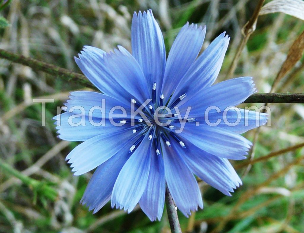 CHICORY