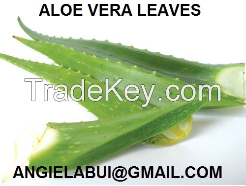 FRESH ALOE VERA LEAVES