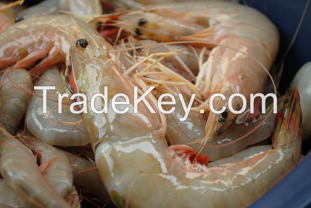 Sea Prawns / Black Tiger Shrimps / Scampi / White Shrimps