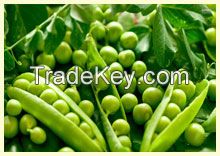 Exporting Agricultura product