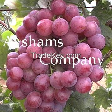 Egyptian Grapes