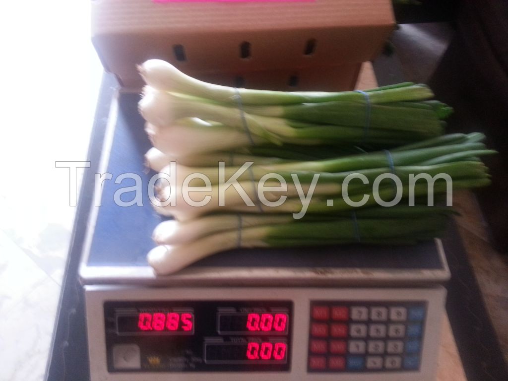 we offer fresh spring onion
