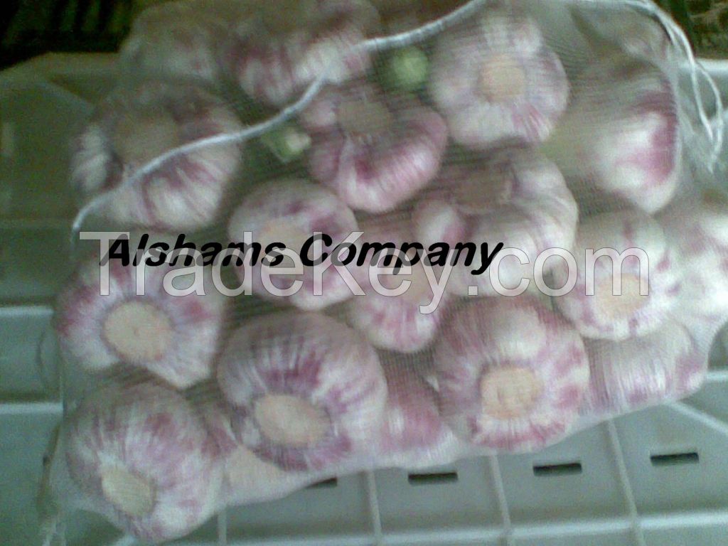 we offer fresh Egyptian garlic