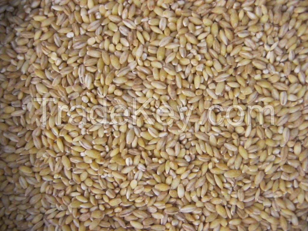 pearl barley