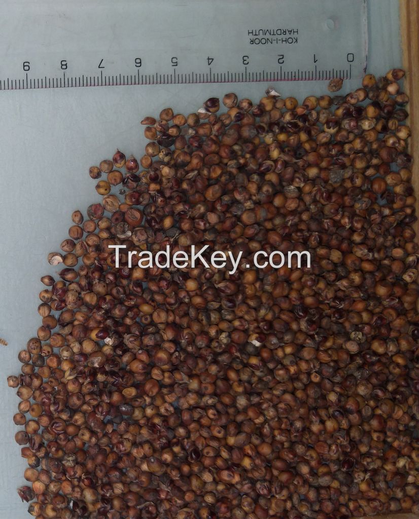 Red and White Sorghum