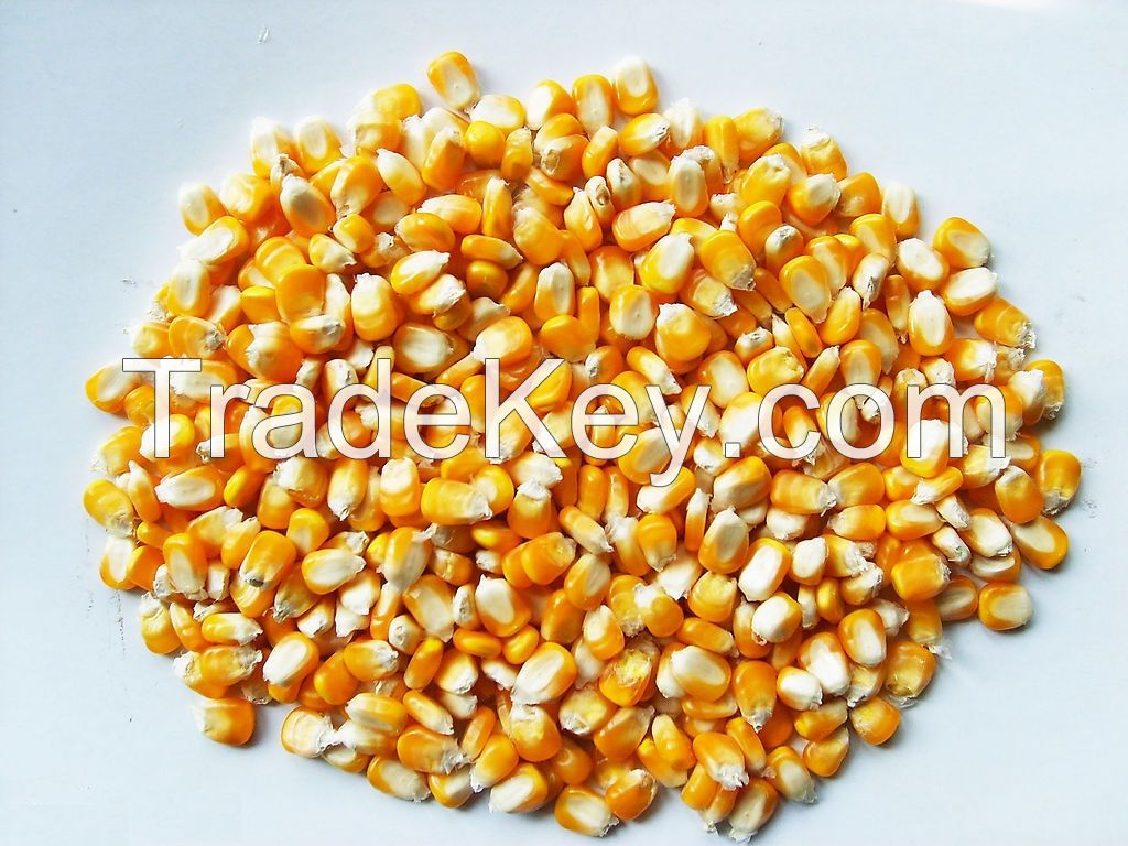 Yellow corn  Maize