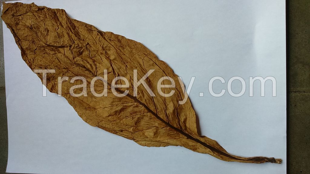 dried leafs tobacco virginia
