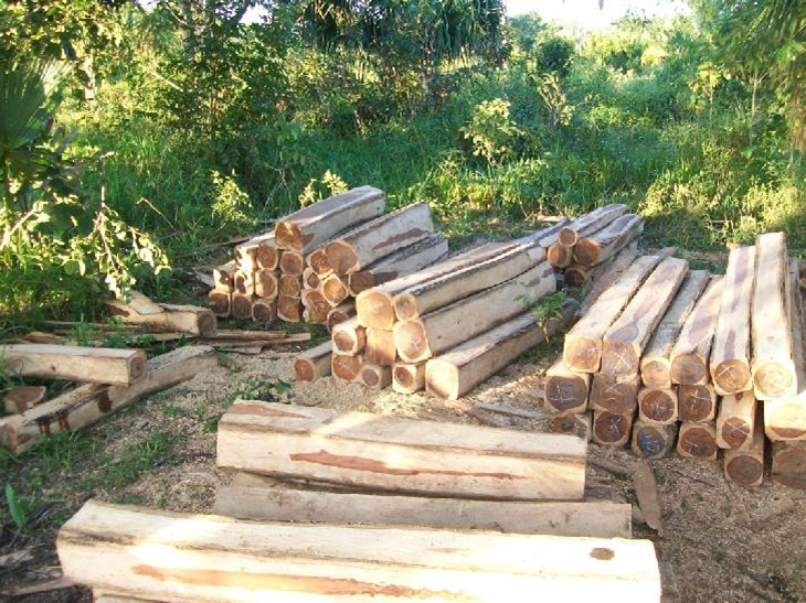 Hardwood Logs from Mexico